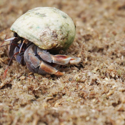 Natural Premium Sphagnum Moss Fiber Substrate for Hermit Crab, Ideal Accessories for Hermit Crab Tanks, Great for Mixing with Hermit Crab Sand