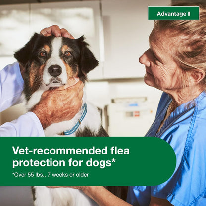 Bundle of Advantage II XL Dog| Dogs Over 55 lbs. | 4-Month Supply + Pet Protect Body Comfort+ Supplement for Dogs | 60 Chews