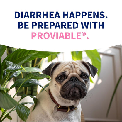 Nutramax Proviable Probiotics for Small Dogs and Cats, Diarrhea Support Kit, Digestive Health Supplement with Multiple Strains of Bacteria, Plus Prebiotics, Kaolin and Pectin, 15 ml Paste and 10 Capsules