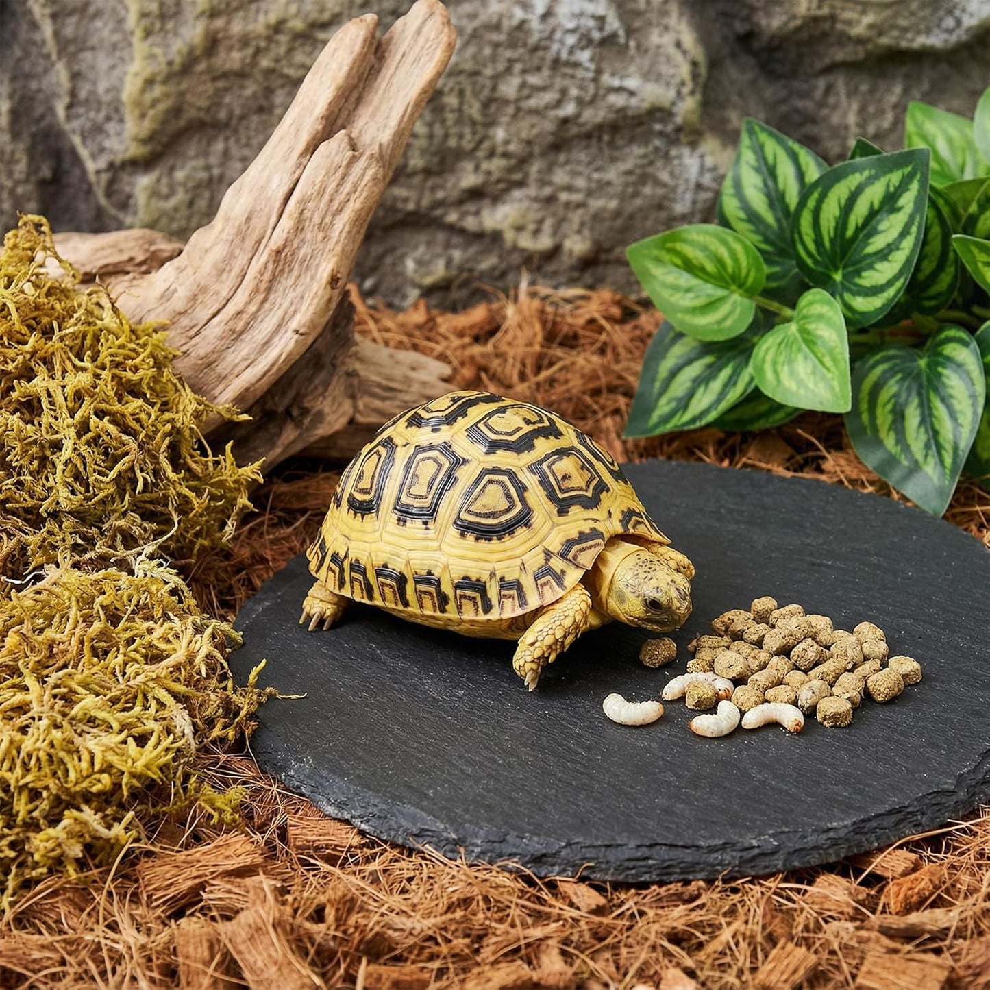 Reptile Basking Platform Rock Tortoise Turtle Rock Slate Plate Food Bowl Habitat Slate Bearded Dragon Basking Platforms Food Bowl Round Slates Tiles for Reptiles Crested Lizard FrogBearded, 6 × 6"