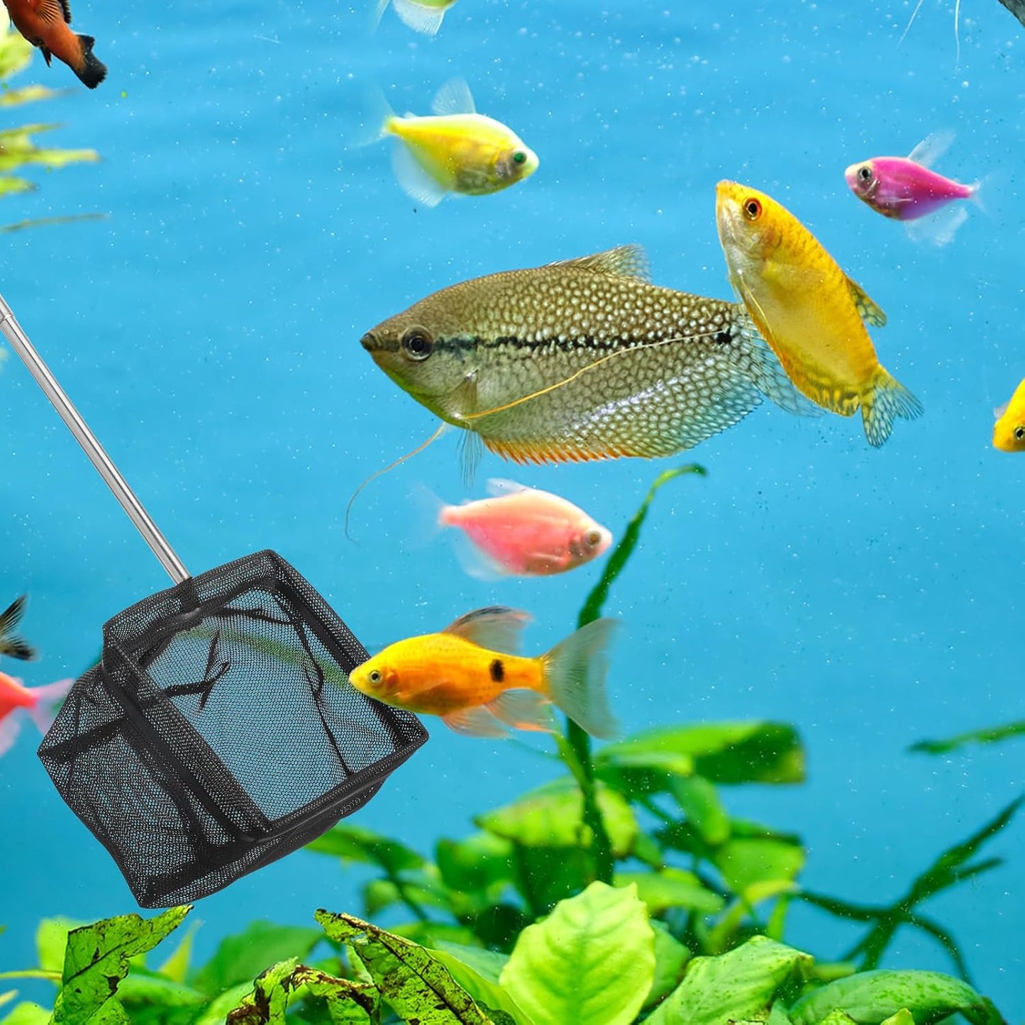 2 Pcs Small Fish Net for Fish Tank, Fishing Tank Net Small with 5-16 Inch Stainless Steel Long Handle Extendable Fine Mesh Aquarium Nets for Fishes Shrimp Pond Creek, 3In 4In