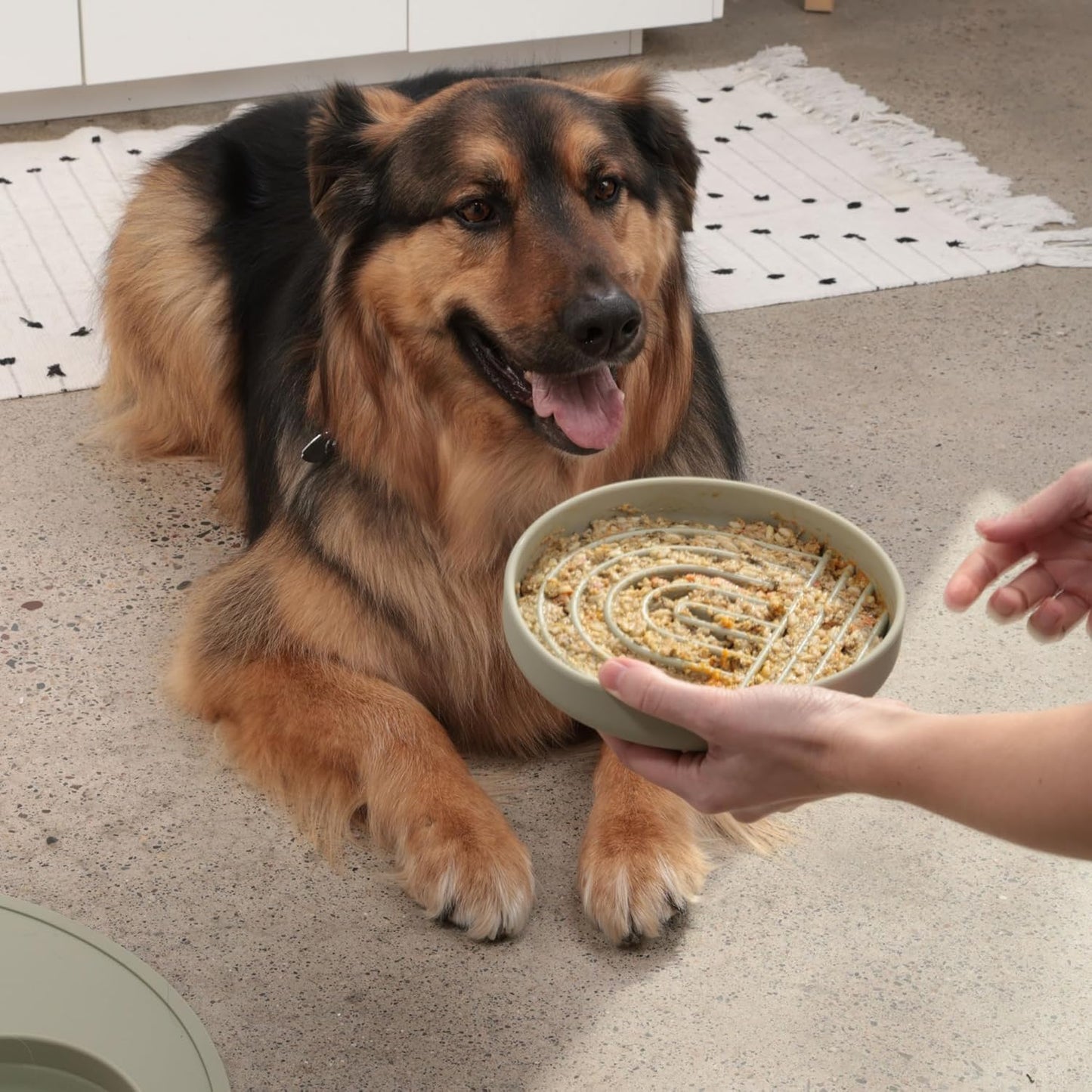 Should We Go? Slow Feeder for Dogs & Puppies, The Slowdown Bowl Silicone Slow Eating, Modern Lick Mat Design, Reduces Gulping, Fits 2.5 Cups, 9.5” Across x 1.5” Tall, Mealtime Challenge, Large-Spruce