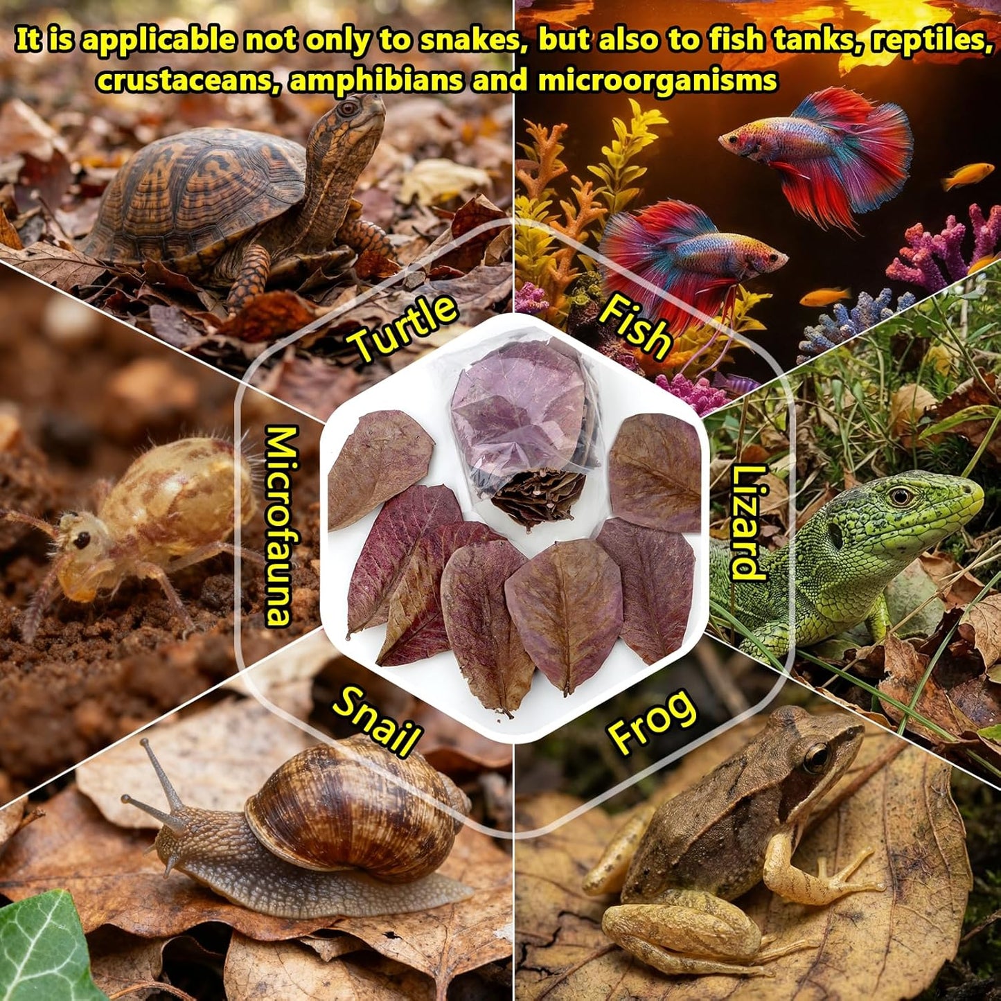 30PCS Premium Indian Almond Leaves - 9.8in Large Catappa Leaf for Snakes, Betta Fish, Shrimp, Aquarium - Release Natural Tannins, Water Softener, Bioactive Leaf Litter for Corn Snake, Ball Python