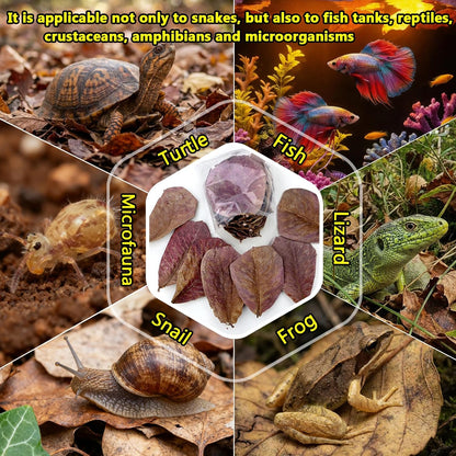 30PCS Premium Indian Almond Leaves - 9.8in Large Catappa Leaf for Snakes, Betta Fish, Shrimp, Aquarium - Release Natural Tannins, Water Softener, Bioactive Leaf Litter for Corn Snake, Ball Python