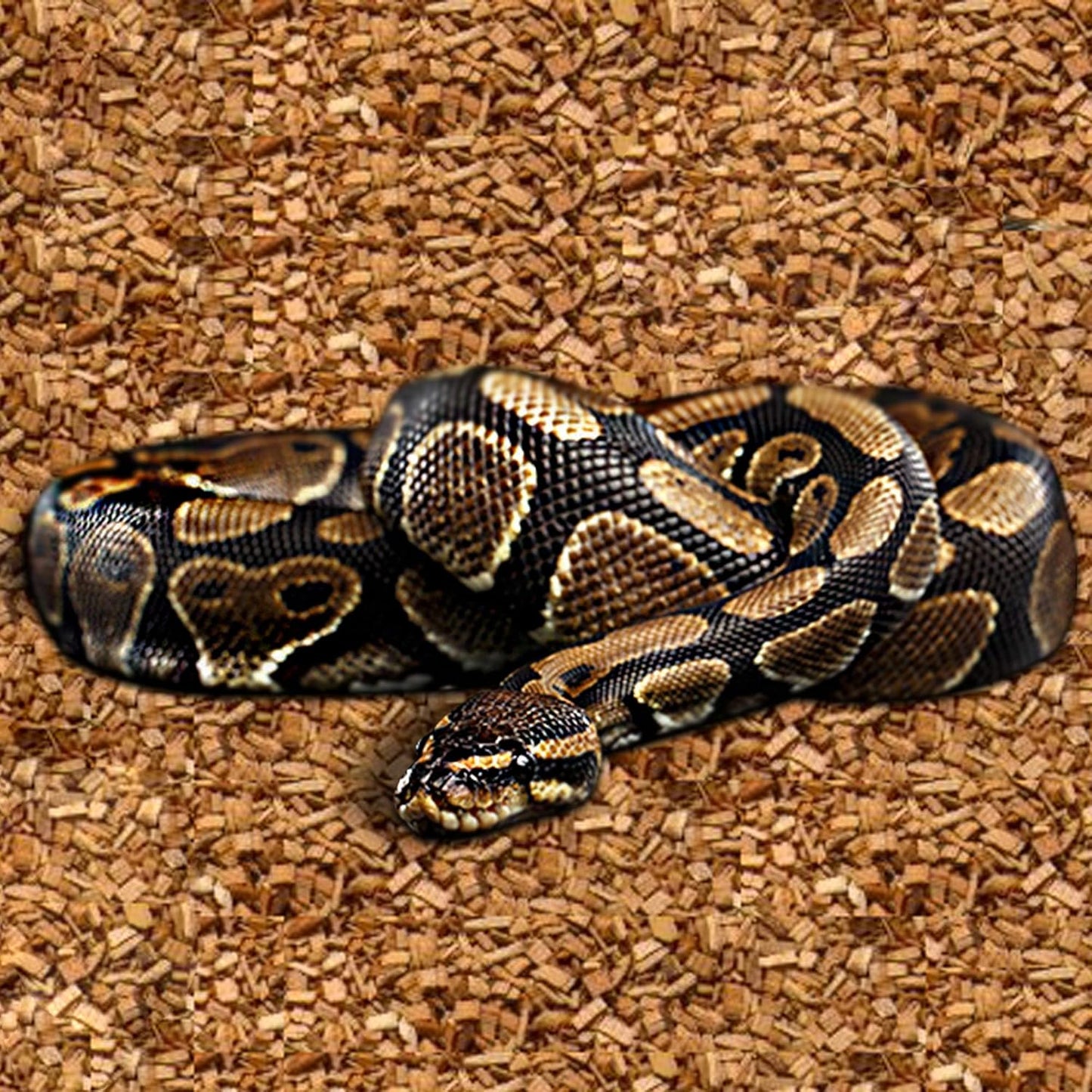 Coconut Chips Substrate Block - Natural, Organic Bedding for Reptiles, Snakes, Tortoise, and Amphibians - Clean, Odor Absorbing, and Expandable up to 75 Quart - Tank Coco Husk