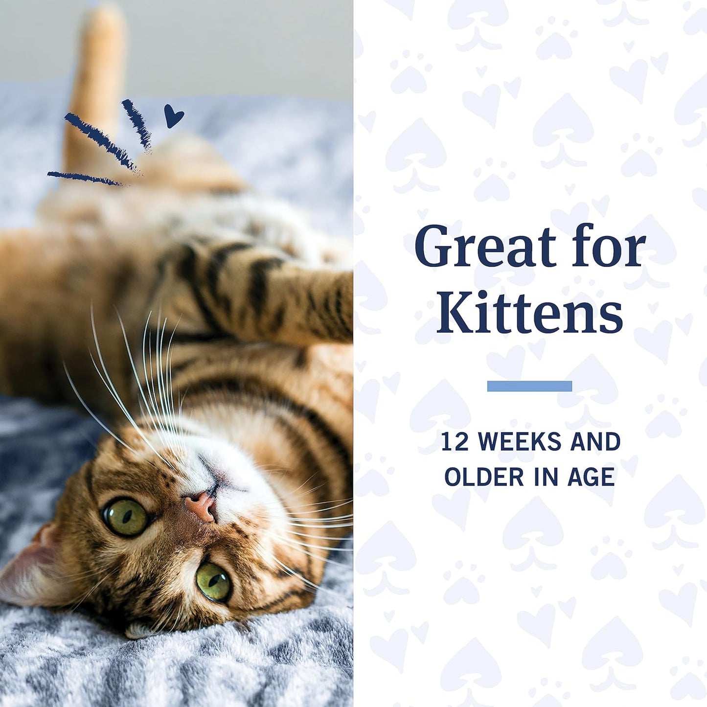 PetArmor Flea and Tick Shampoo for Cats, Coconut Berry Scented Flea Shampoo and Conditioner for Cats, Flea Treatment Kills Fleas and Ticks, 12oz