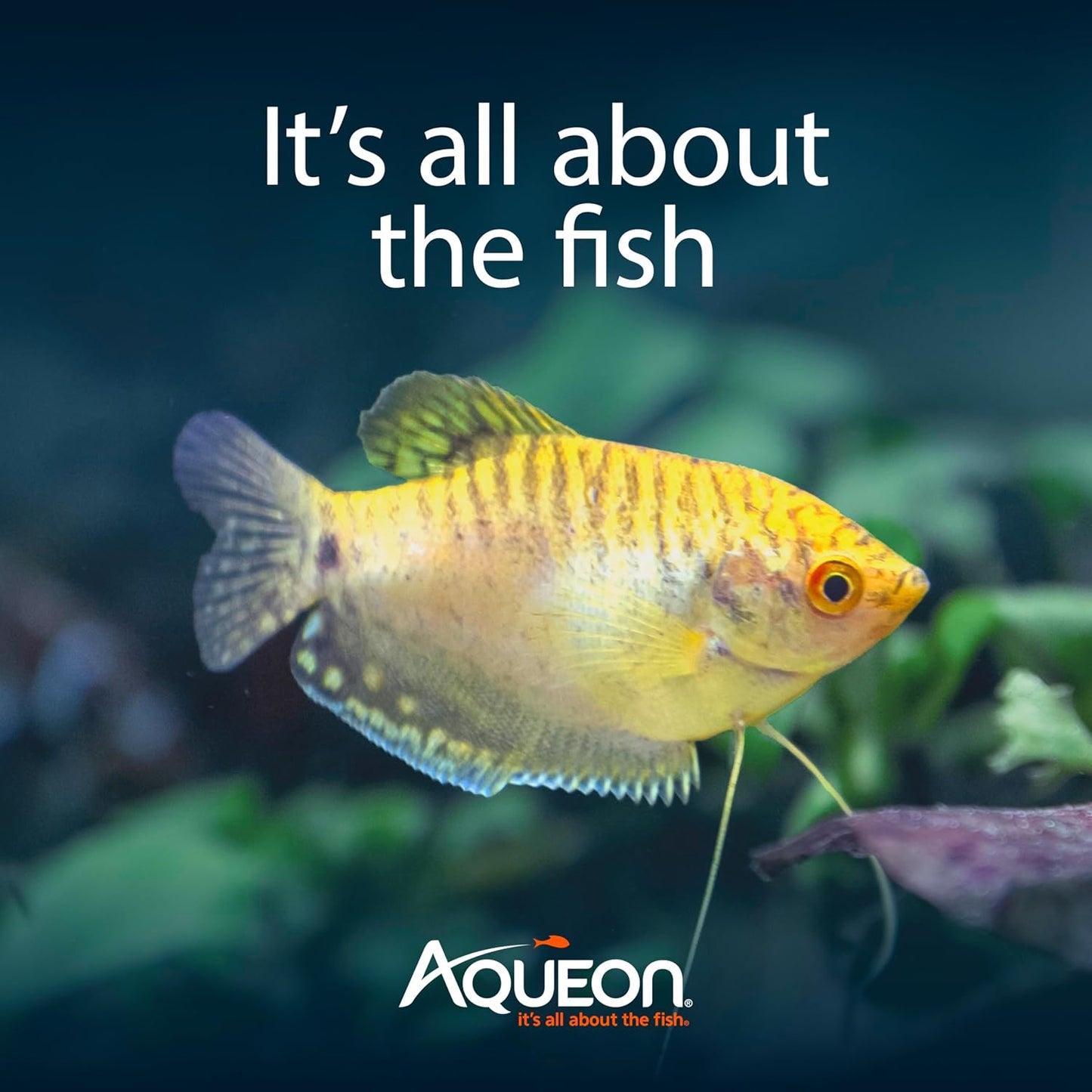 Aqueon Aquarium Starter Kit with Smart Clean Filtration and LED Lighting, Freshwater and Saltwater Fish, Perfect for Gouramis, Barbs, Bettas, 20-Gallon