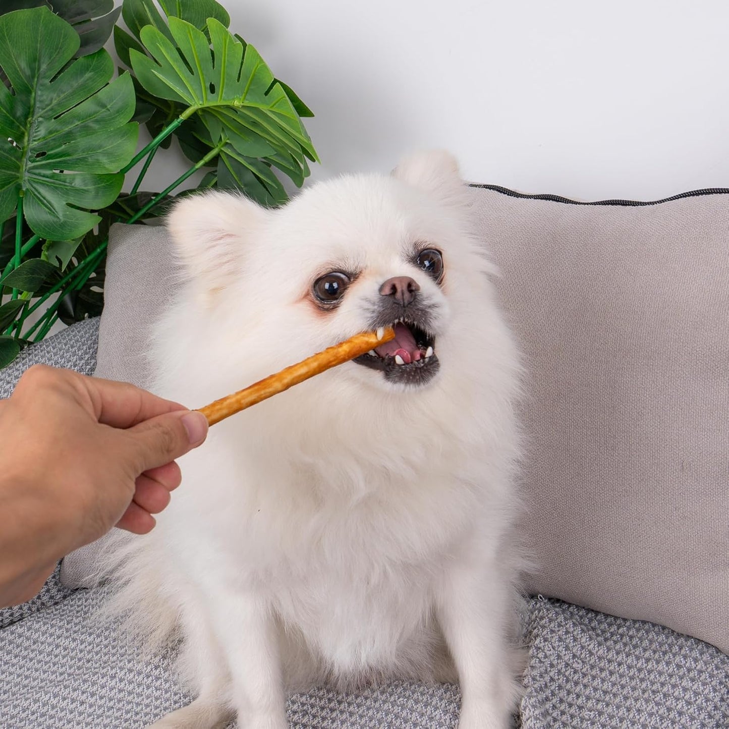 MON2SUN Chicken Collagen Sticks for Dogs, 5 Inch Teeth Cleaning Collagen Chews for Small Dogs (Chicken Flavored), Healthy Snacks, 10.58oz (40 Count-Pack of 1)