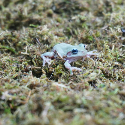 5oz Tree Frog Substrate, Ideal Toad House Terrarium Habitat Supplies