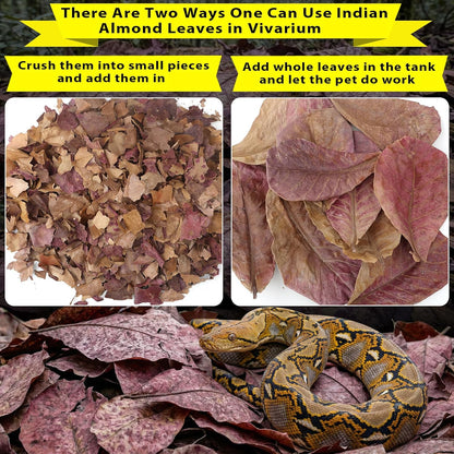 30PCS Premium Indian Almond Leaves - 9.8in Large Catappa Leaf for Snakes, Betta Fish, Shrimp, Aquarium - Release Natural Tannins, Water Softener, Bioactive Leaf Litter for Corn Snake, Ball Python