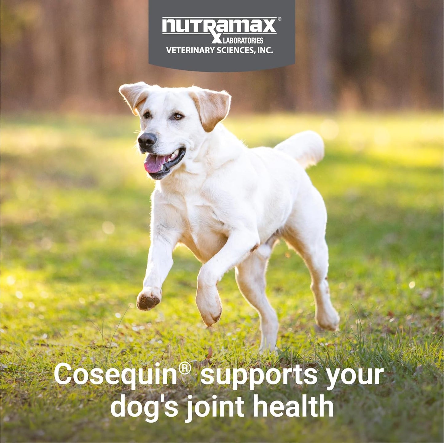 Nutramax Cosequin for Dogs Joint Health Supplement, Contains Glucosamine for Dogs, Plus Chondroitin and MSM, Supports Healthy Joints, Chewable Tablets, 60 Count