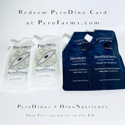 Large Bioluminescent Bio-Orb Gift Option - Living 6-inch Glass Orb with Free Glowing Plankton Coupon