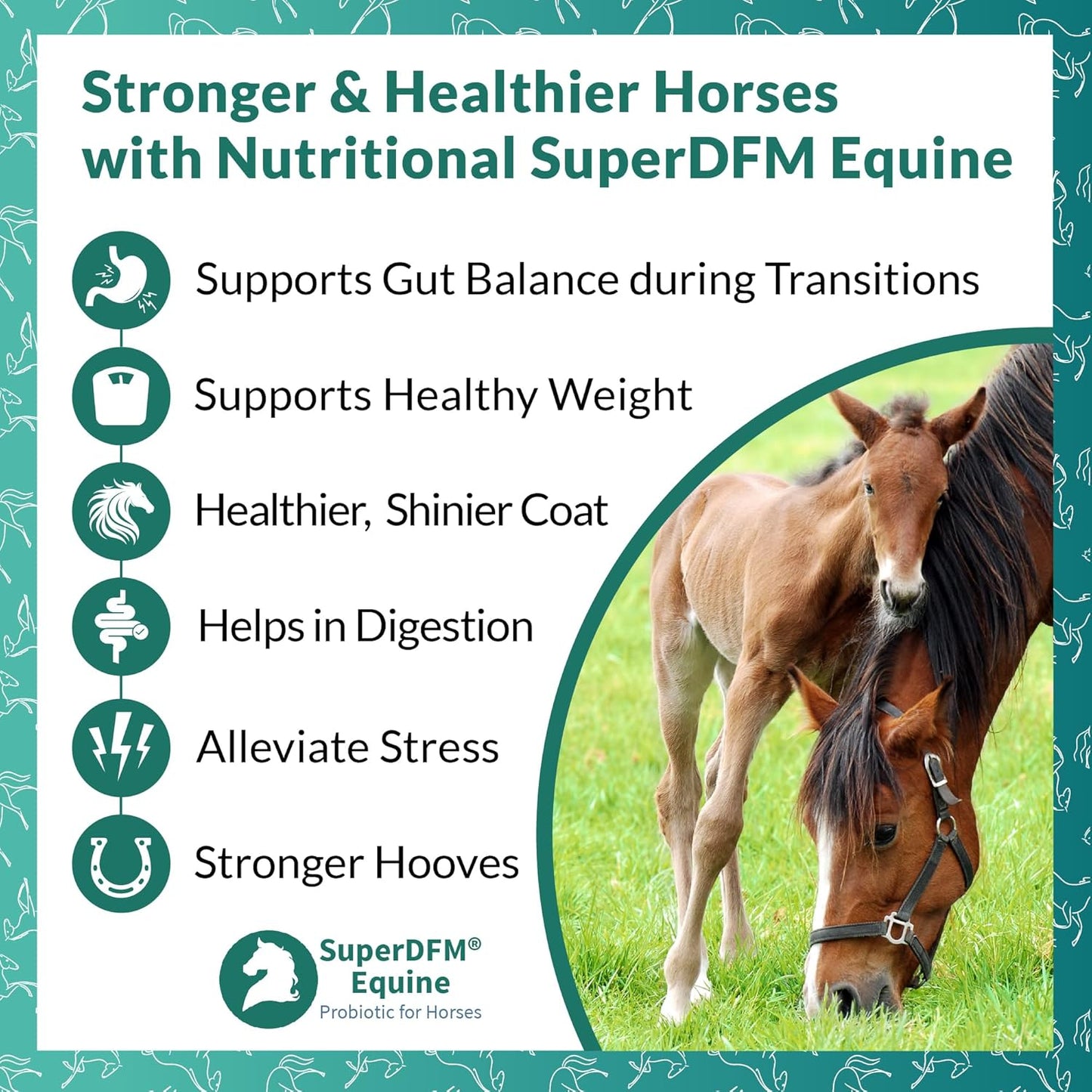 SuperDFM Equine Probiotics for Horses - All-Natural Horse Supplements to Support Gut Health & Nutrient Absorption - 1 lb (454 g) Approx. 224 Servings
