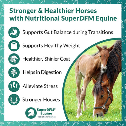 SuperDFM Equine Probiotics for Horses - All-Natural Horse Supplements to Support Gut Health & Nutrient Absorption - 1 lb (454 g) Approx. 224 Servings