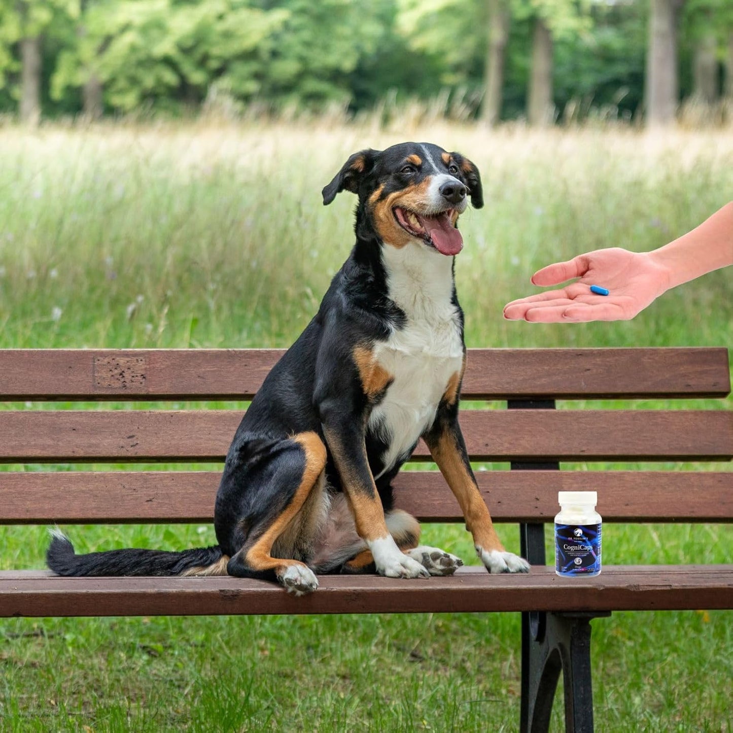 Dr. Fossum's CogniCaps Dog Cognitive Supplement – Multivitamin for Dogs Brain Health with SAM-e, Coenzyme Q10, Polygala, Curcumin – Senior Dog Supplements for Cognitive Support (12 lbs & Under)