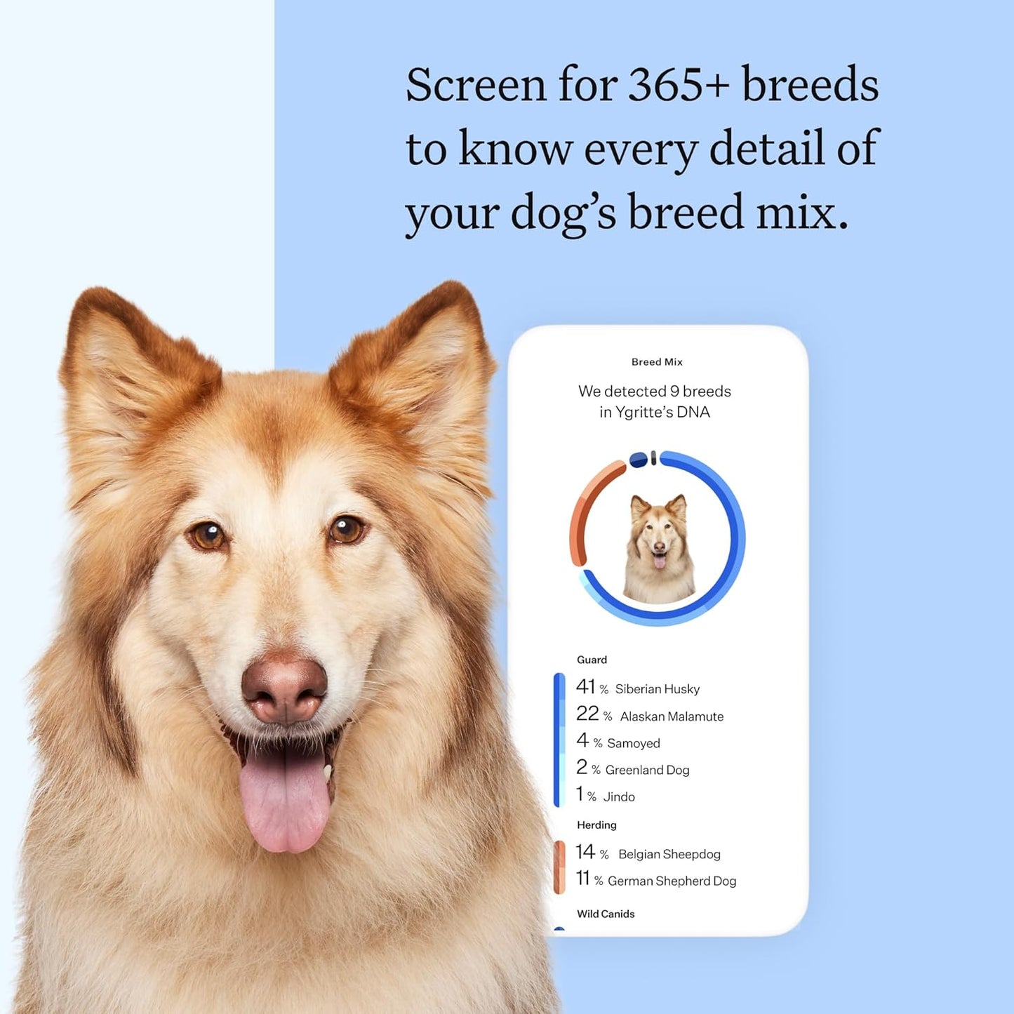 Wisdom Panel Breed Discovery Dog DNA Kit: Most Accurate Dog Breed Identification, Test for 365+ Breeds, MDR1 Health Test, Ancestry, Relatives