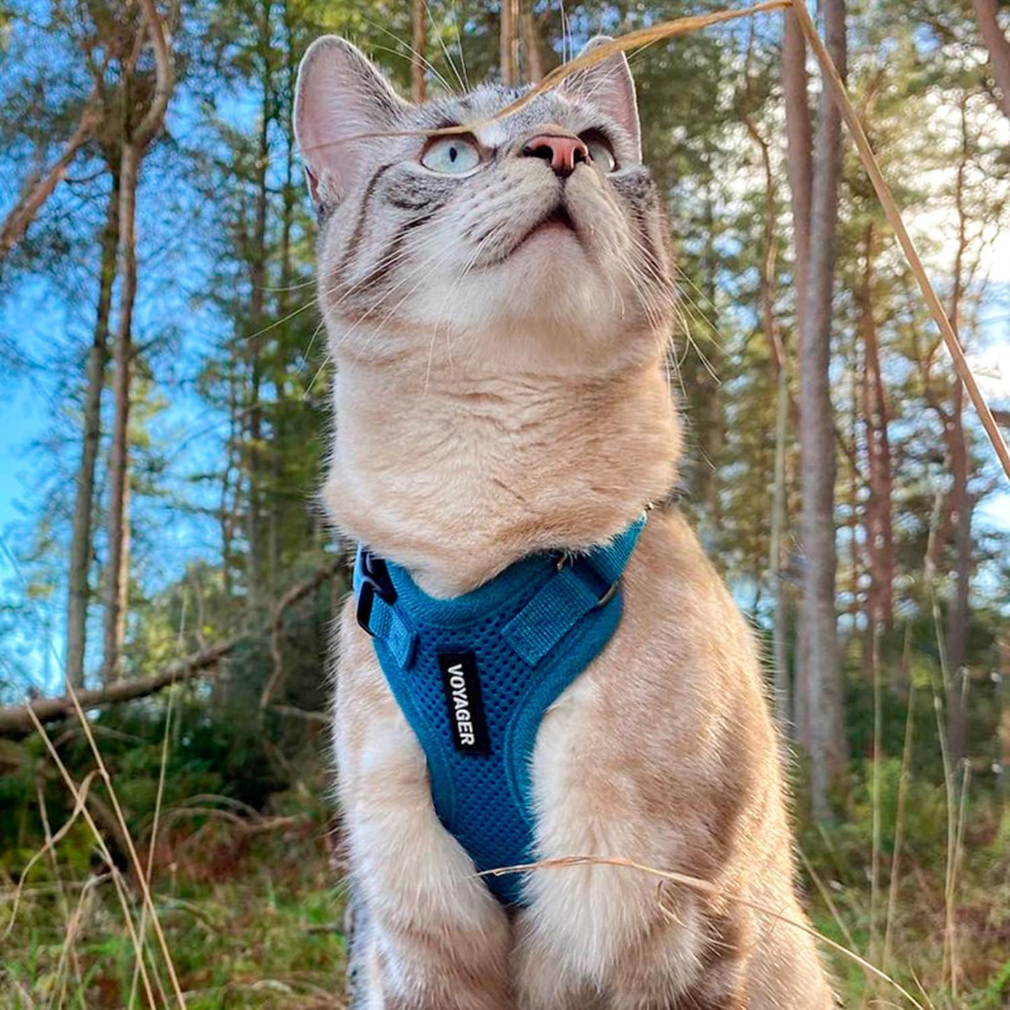 Best Pet Supplies Voyager Step-in Lock Pet Harness w Reflective Pet Leash Combo Set with Neoprene Handle 5ft - Supports Small, Medium and Large Breed Puppies/Cats - Turquoise Set, M