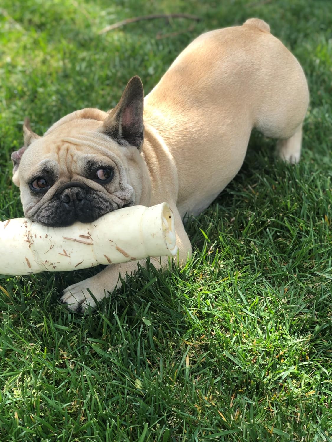 Redbarn Pet Products All-Natural Large Beef Cheek Rolls for Dogs, Uncoated - Single Ingredient Grain-Free Chew Treat Naturally Rich in Collagen - No Artificial Preservatives - Pack of 4