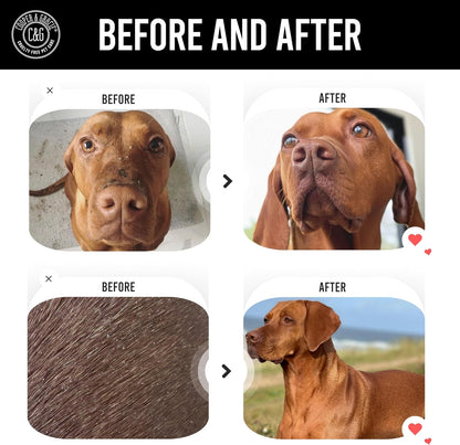 Itchy Dog Flea and Tick Shampoo 300ml – Plant-Based Gentle Dog Shampoo – Flea & Tick Care for Dogs – Cleanses & Freshens Coat – for Sensitive Skin – by C&G Pets