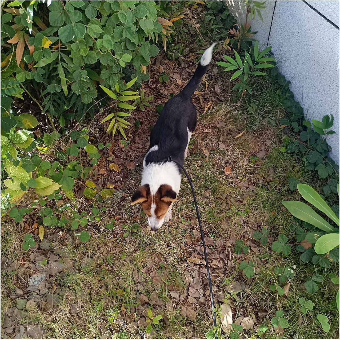 6ft Small Dog Training Leash, 1/4 inch (Black + Pink)