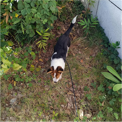 6ft Small Dog Training Leash, 1/4 inch (Black + Pink)