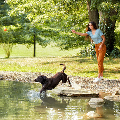 Nature's Recipe Grain Free Dry Dog Food, Lamb, Sweet Potato & Pumpkin Recipe, 4 lb. Bag