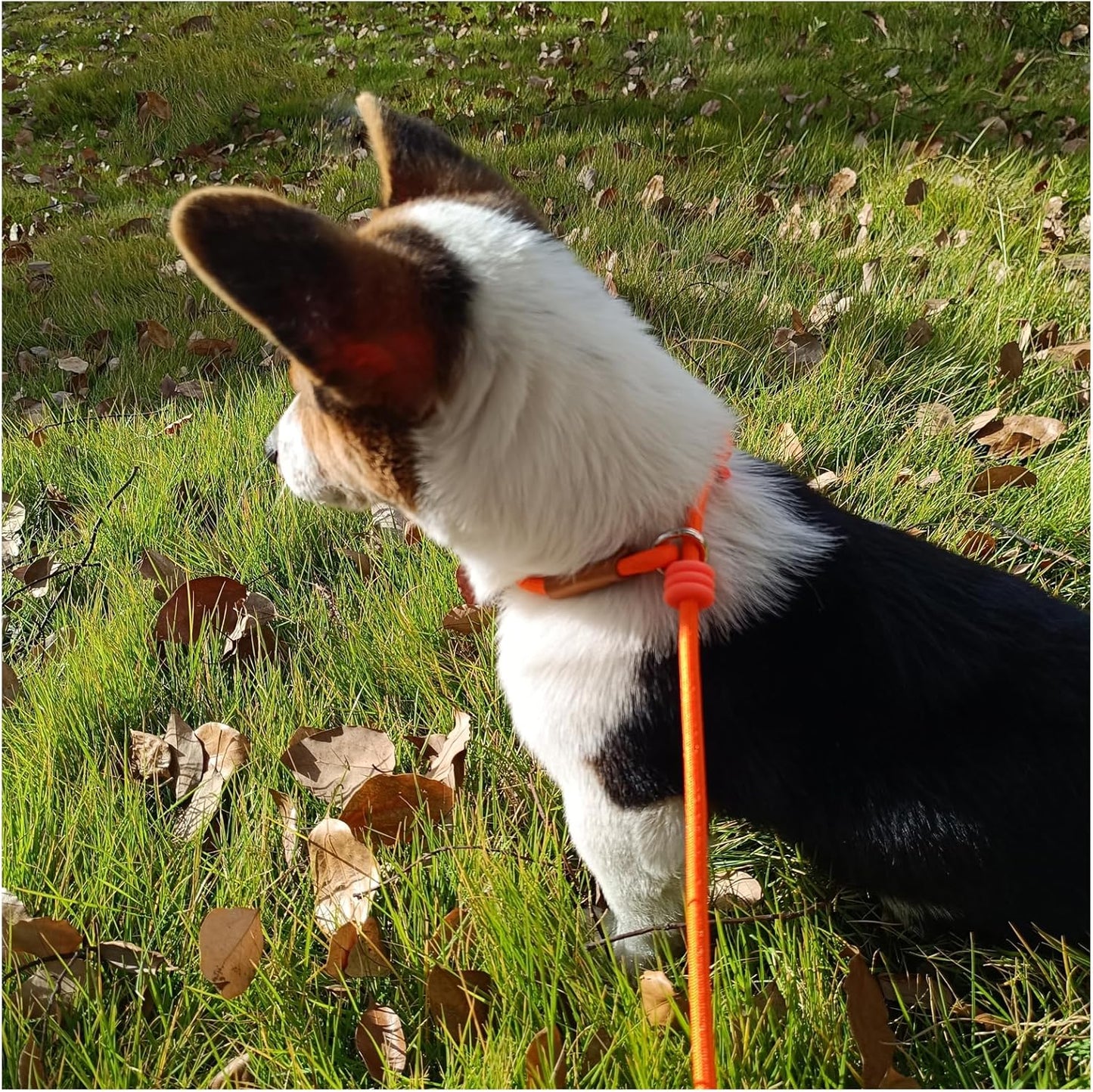 6ft Small Dog Training Leash, 1/4 inch (Black + Orange)