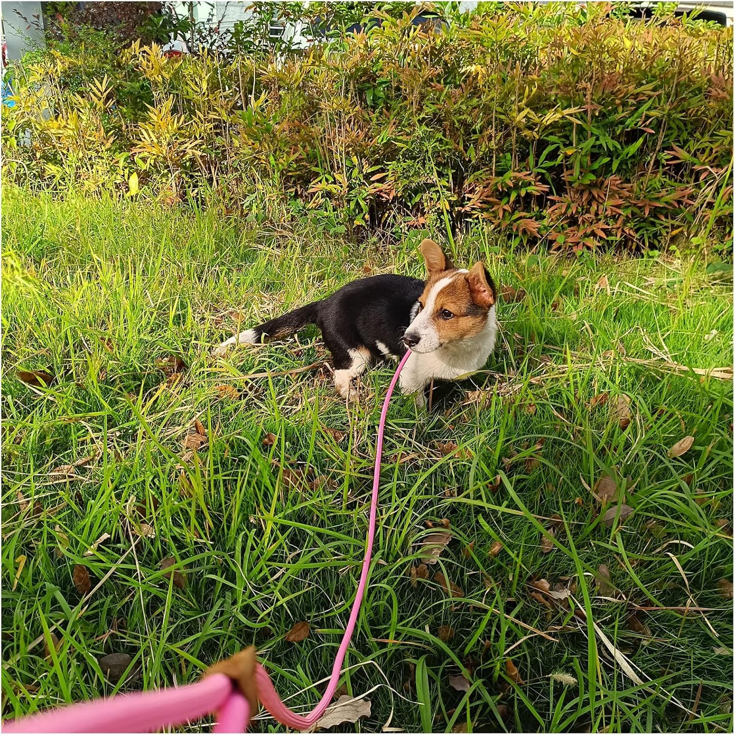 6ft Small Dog Training Leash, 1/4 inch (Black + Pink)