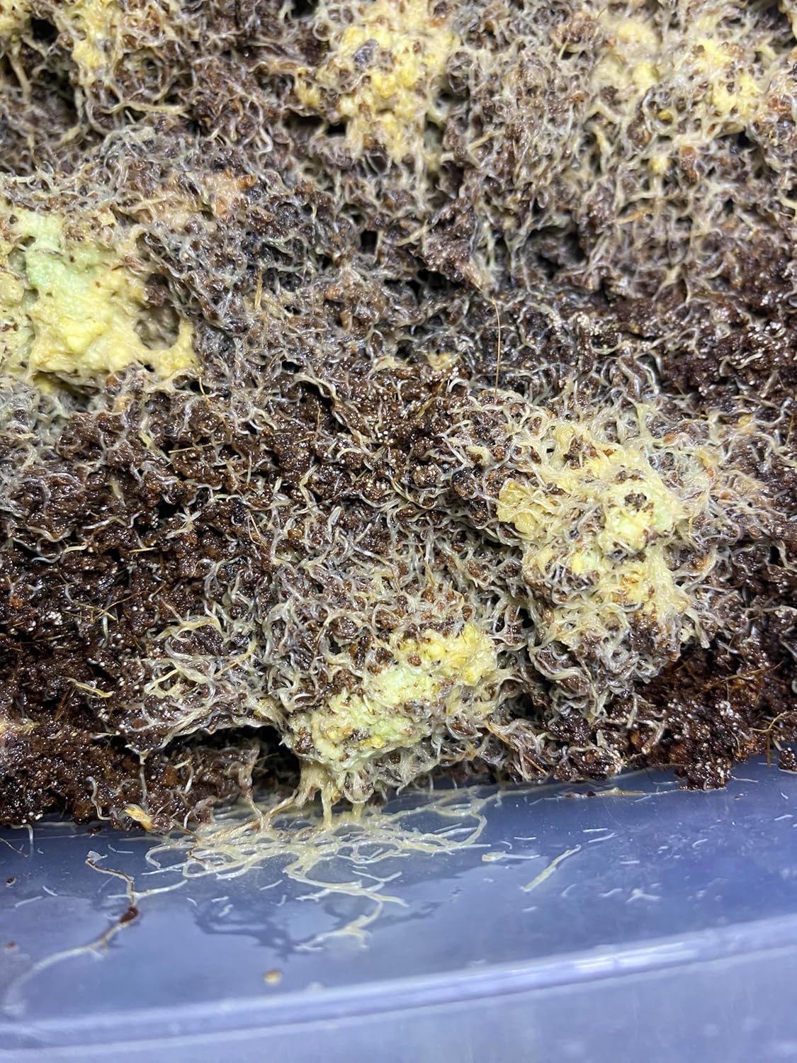 Grindal Worms (Enchytraeus buchholzi) – Live Starter Culture for Feeding Fish, Reptiles & Amphibians