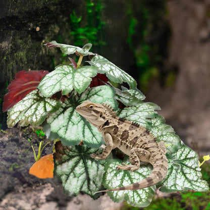 Reptile Plants for Terrarium, Amphibian Habitat Decor Plant, Bearded Dragon Tank Decorations, Artificial Plants for Gecko Lizard Chameleon Tortoise Ball Python Snake with Base - Fake Saxifrage