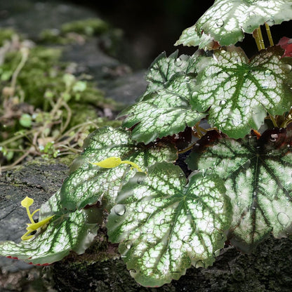 Reptile Plants for Terrarium, Amphibian Habitat Decor Plant, Bearded Dragon Tank Decorations, Artificial Plants for Gecko Lizard Chameleon Tortoise Ball Python Snake with Base - Fake Saxifrage