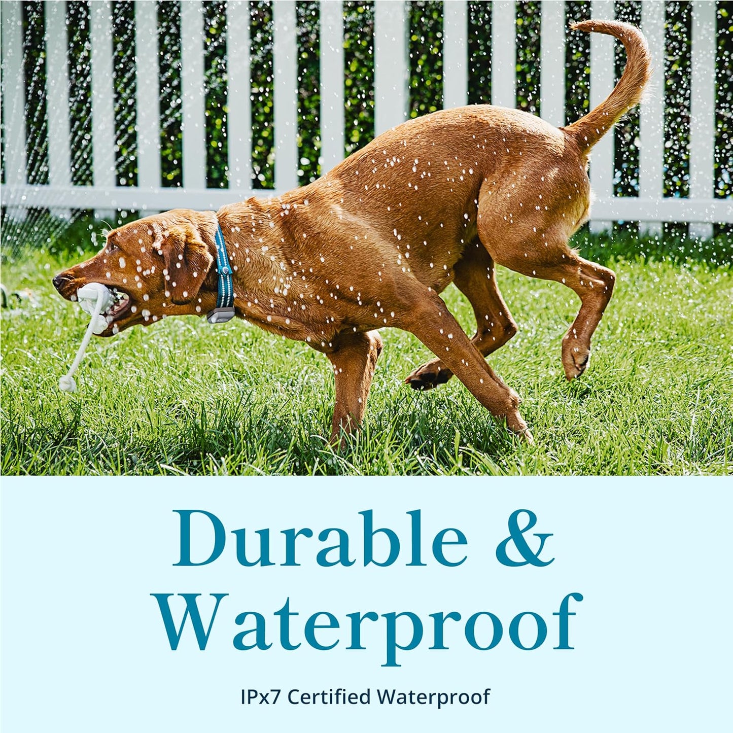 Petivity Smart GPS and Activity Pet Tracker for Dogs Powered by Purina, Waterproof Real Time Tracking GPS Dog Collar, Downloadable App, Subscription Required