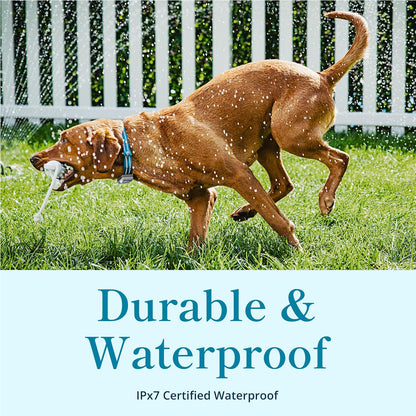 Petivity Smart GPS and Activity Pet Tracker for Dogs Powered by Purina, Waterproof Real Time Tracking GPS Dog Collar, Downloadable App, Subscription Required