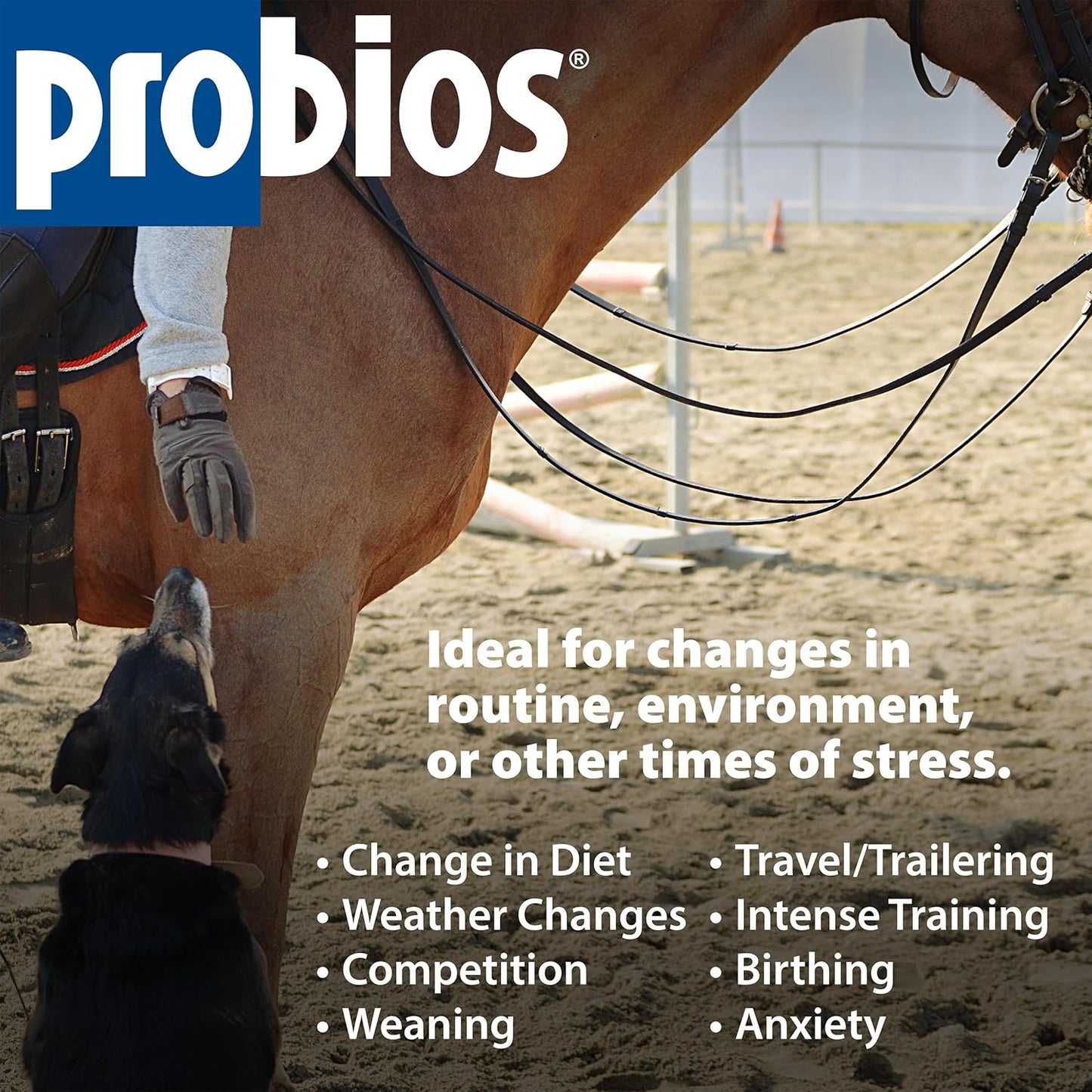 Probios for Horses Soft Chews, Daily Probiotic Supplement for Gut Health, Digestion & Immune Support, Horse Supplies, Apple Flavor, 1.32 lbs (600 Grams)