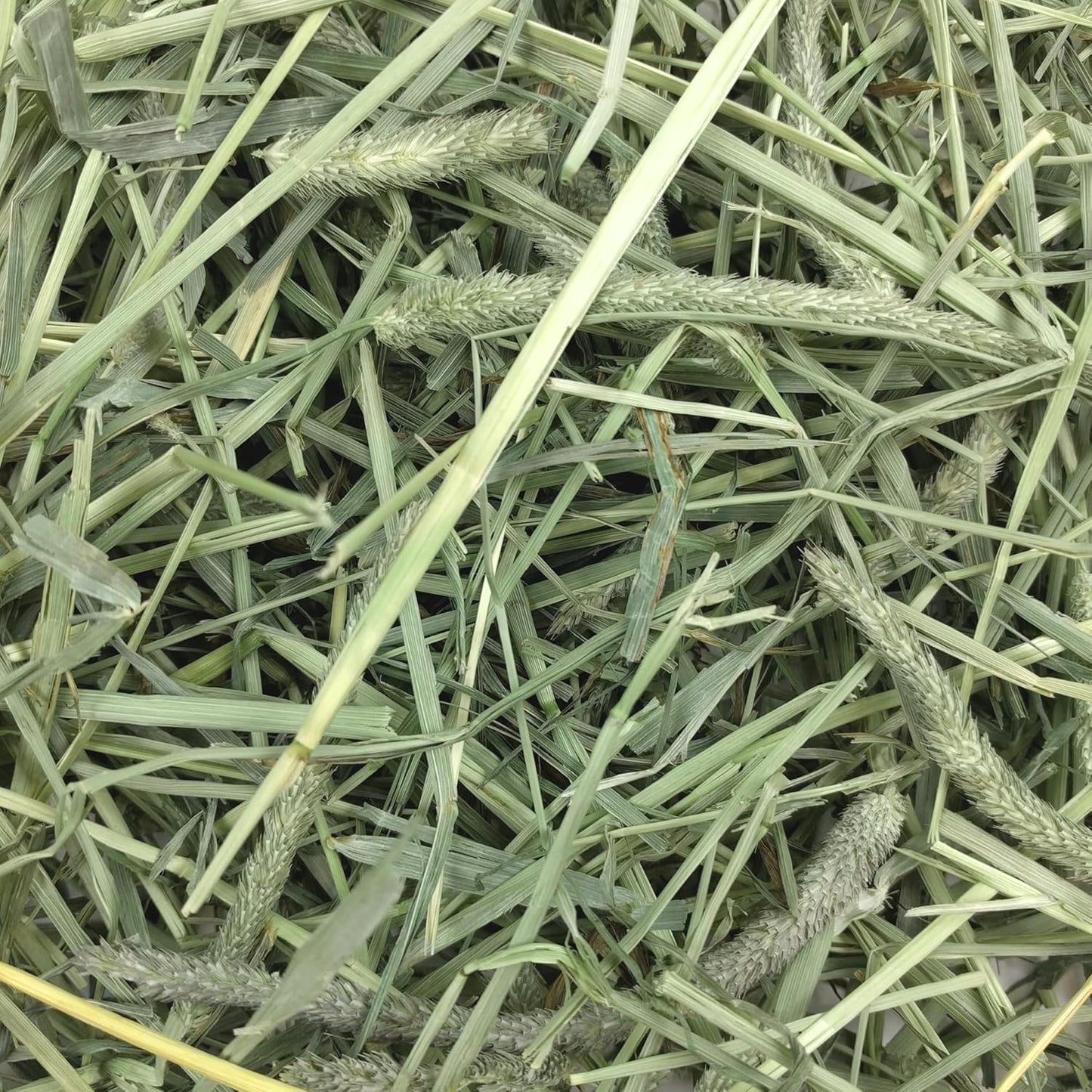 Oxbow Western Timothy Hay, Guinea Pig Hay, Small Pet Bunny Supplies, All Natural Grass for Guinea Pig, Bunny, Chinchilla & Hamster, Oxbow Rabbit Supplies for Bunnies, 90 oz. bag