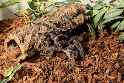 Galápagos (05020) Tropicoco® Husk Bedding for Reptiles, Amphibians, & Terrariums High Absorbency, Eco-Friendly, Dust-Free Perfect for Water Dragons, Tortoises, Snakes, & More, 8QT Compressed Brick