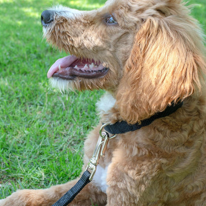 Country Brook Petz - Martingale Dog Collar - Heavy-Duty Training Collar with No Buckle - Service Dog Collar for All Pups - 10+ Cool Colors (Black, 1 Inch, Medium)