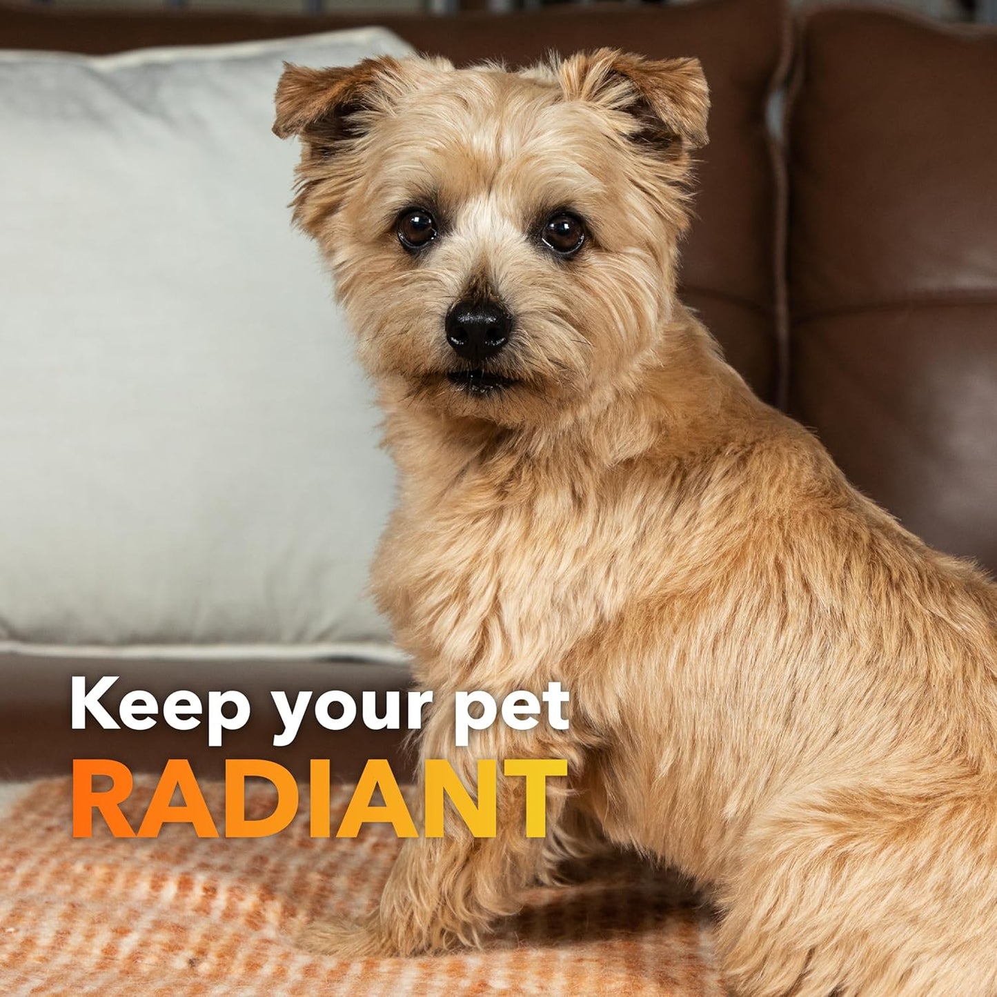 In Clover Dog Skin and Coat Supplement, BioRadiant Natural Supplement for Dogs, Healthy Skin and Coat, Fish Oil Alternative Uses Carrots, Coconut, Omega 3's, Biotin and Zinc Soothe Skin