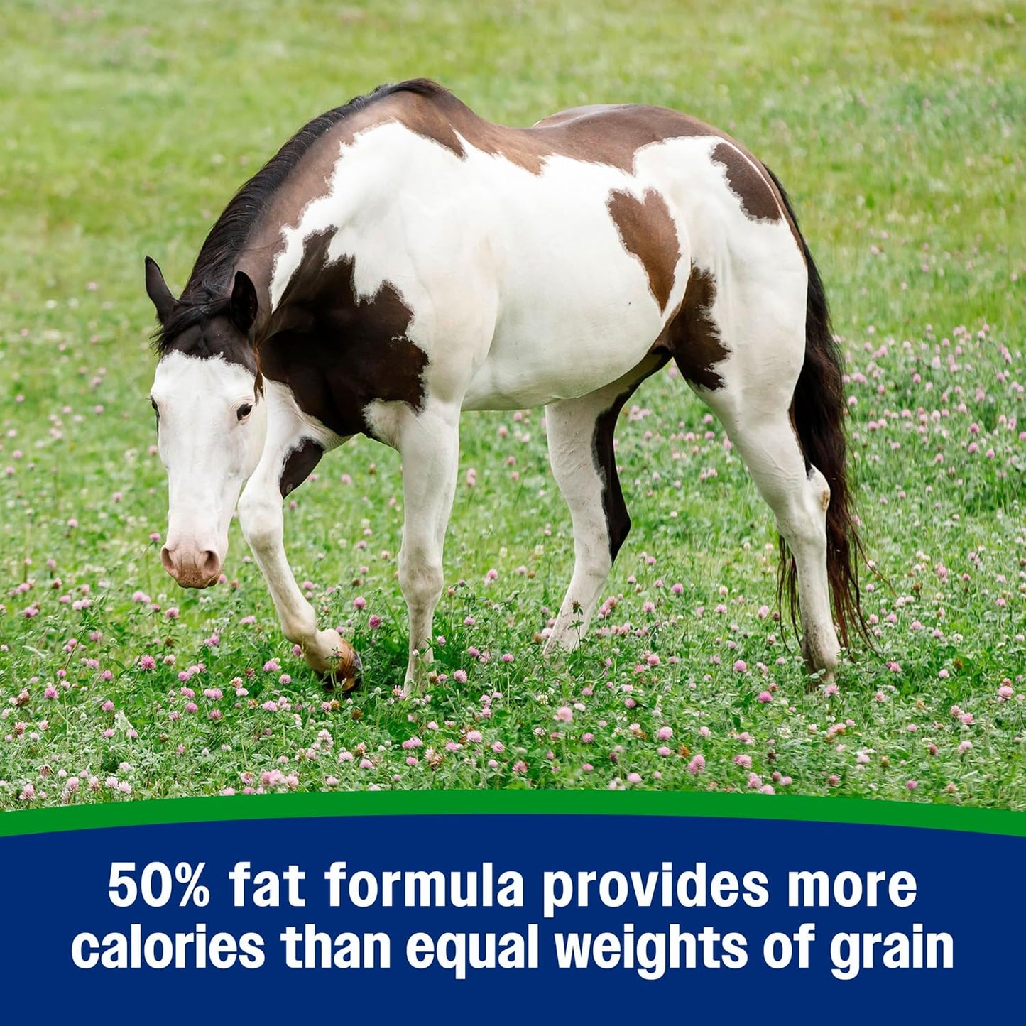 Farnam Weight Builder Weight Support Supplement for Horses, Helps Maintain Optimal Body Condition, 7.5 lb, 30 Day Supply