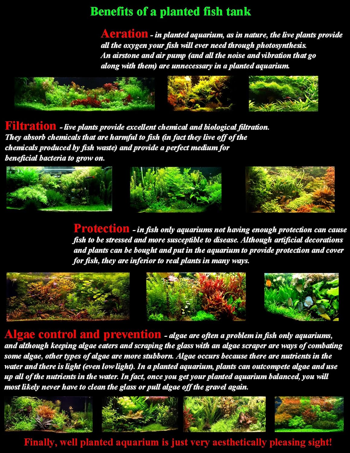 Hornwort - Young, Healthy, Super Easy Live Aquarium Plant, 1 Bundle 5-6 in. Great for Betta, Guppy, Cherry Shrimp, Barbs, Platys etc etc! Produced by Aquatic Discounts. B U Y 2 GE T 1 Deal!