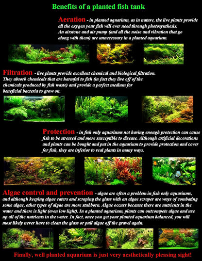 Hornwort - Young, Healthy, Super Easy Live Aquarium Plant, 1 Bundle 5-6 in. Great for Betta, Guppy, Cherry Shrimp, Barbs, Platys etc etc! Produced by Aquatic Discounts. B U Y 2 GE T 1 Deal!