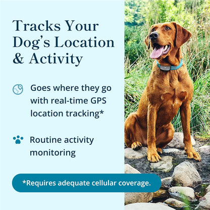 Petivity Smart GPS and Activity Pet Tracker for Dogs Powered by Purina, Waterproof Real Time Tracking GPS Dog Collar, Downloadable App, Subscription Required