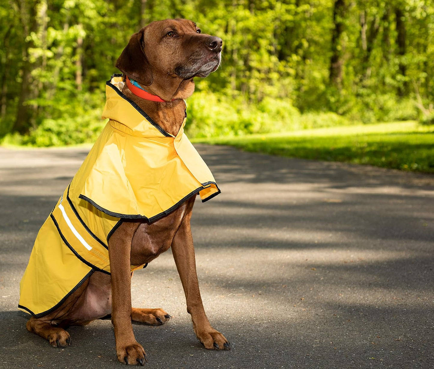 SPOT Rainy Days Slicker - Yellow Dog Rain Jacket With Hood, Reflective Strip for Safety, Leash Hole & Adjustable Velcro Belly Strap, 100% Polyester Water Resistant Pet Raincoat - Medium, 13in Long
