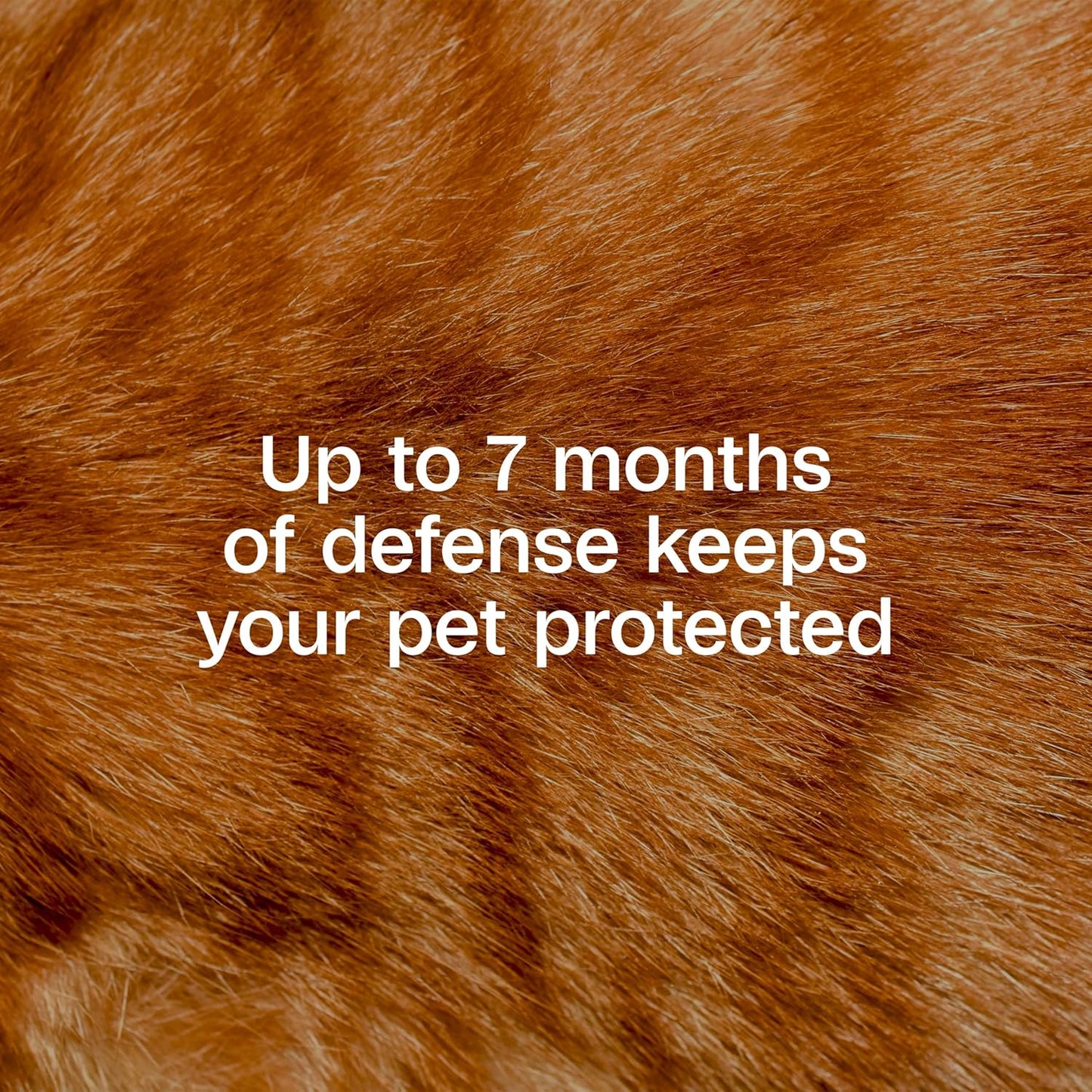 ADAMS Plus Flea & Tick Collar for Cats, Breakaway Collar, 1 White Collar, 7-Month Protection, Kills & Repels Fleas, Flea Eggs, Flea Larvae and Kills Ticks, Tick Nymphs, and Tick Larvae