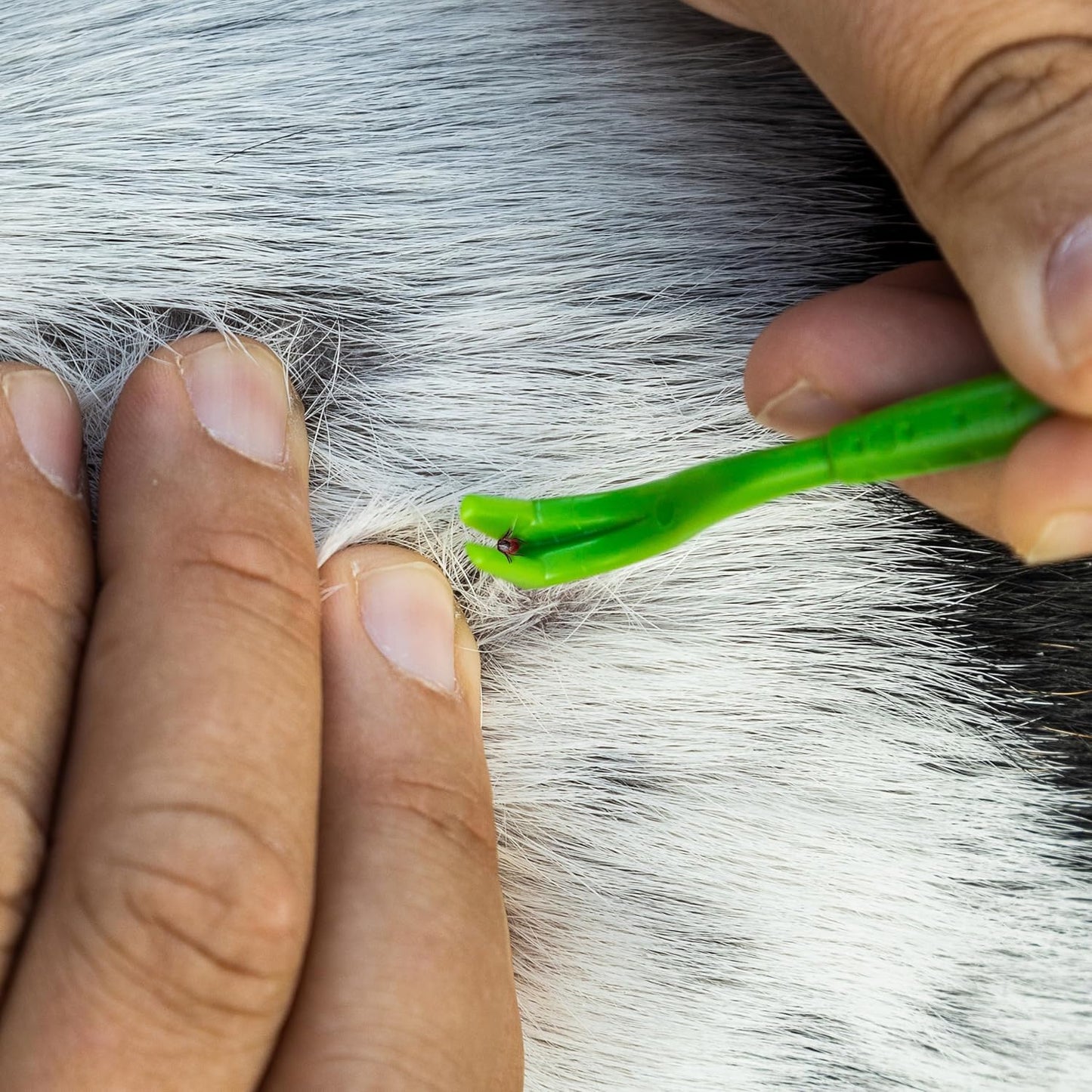 TickCheck Tick Remover Value 3 Pack - Tick Remover Tools + Tick Identification Card - for Humans, Dogs & Cats (5)