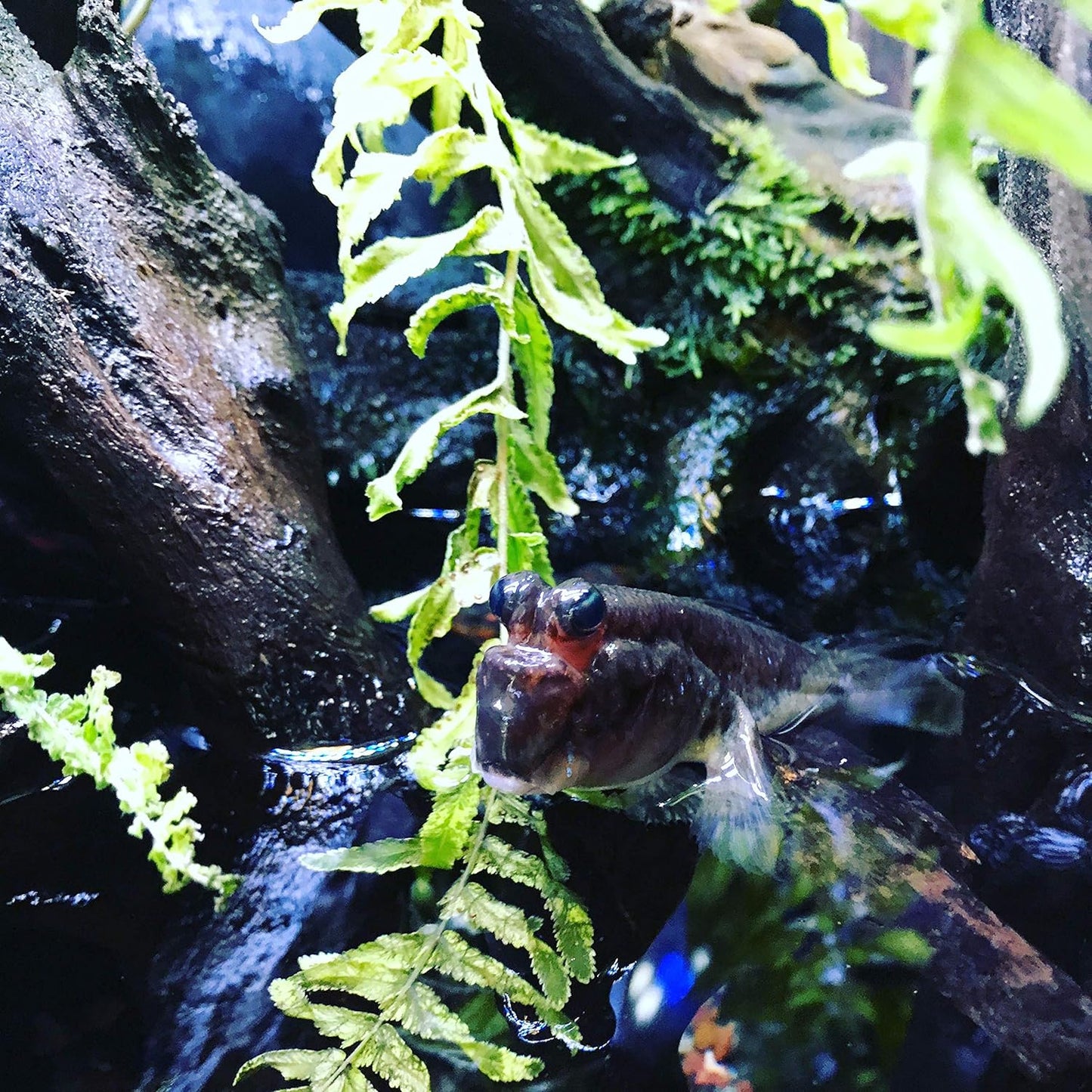 Seachem Prime Fresh and Saltwater Conditioner - Chemical Remover and Detoxifier 500 ml