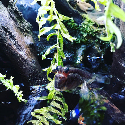 Seachem Prime Fresh and Saltwater Conditioner - Chemical Remover and Detoxifier 500 ml