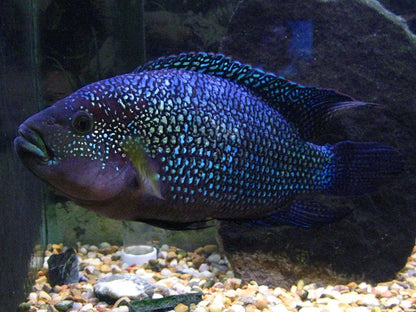 Aquatic Foods Inc. 5oz Tubifex Worm Cubes, Freeze Dried Tubifex Floating Cubes for Cichlids, Marine Fish, Koi & Pond Fish, All Tropical Fish, Land & Aquatic Turtles 5.0oz Bag