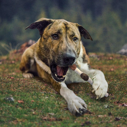 Cadet Gourmet Shish Kabob Dog Treats for Large Dogs, Healthy & Natural Chicken & Sweet Potato Chew Sticks, Beef Hide, Extra Large 10 Inch, 4 Count (Pack of 1)