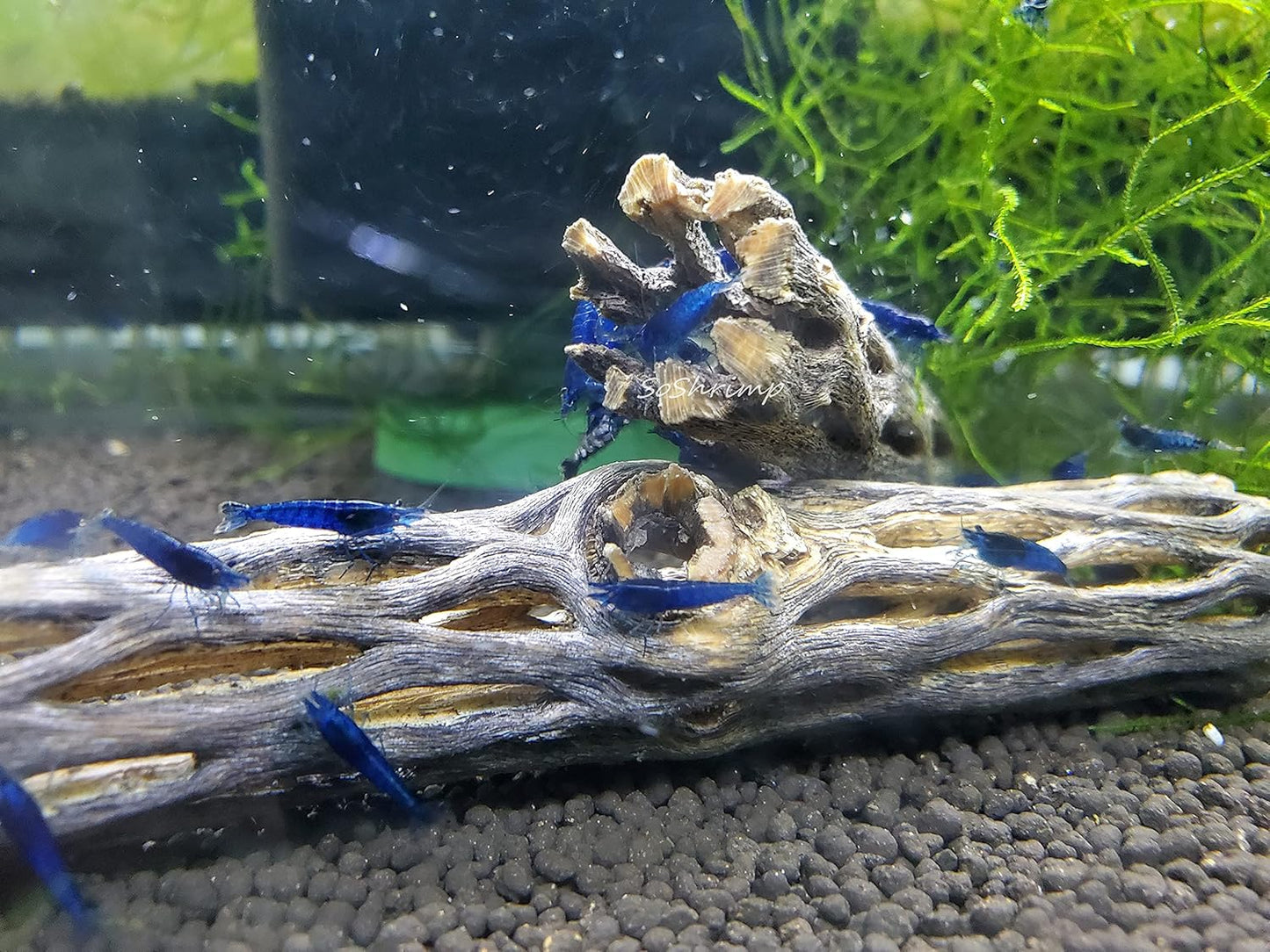 Natural Cholla Wood for Aquarium Decoration Shrimp and Fish Tank (4 Inch (3 Pack))